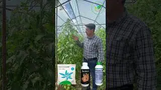 Как повысить урожайность томатов в теплице! 