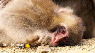 Japanese Macaques Likely Keep Their Aging Minds Active w/ Games 🐵 Animals at Play | Smithsonian