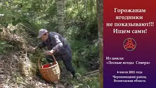 Горожанам ягодники не показывают! Ищем сами!  "Лесные ягоды Севера"