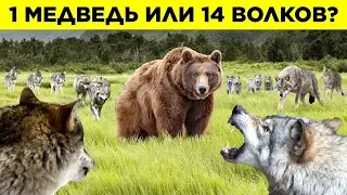 Эпичные Битвы Диких Животных