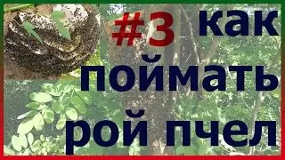 Как поймать пчелиный рой. Третья серия. Как поймать пчел.