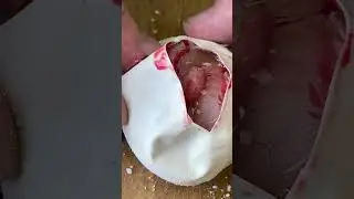 Cutting Open a Snake Egg To See Whats Inside!?!