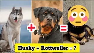 Husky ❤️ Rottweiler Mix✨ Breed😱🐶 | #shorts #dogs #Cutedogs #puppies