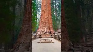 California’s 2700 Year Old Giant Tree. #generalsherman #sequoia #california #giant #shorts