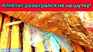 Пчелиный ЖОР!!! Едят как не в себя.