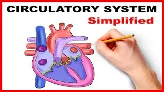 Circulatory System Physiology (Heart) Simplified
