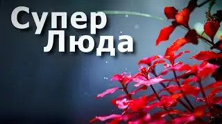 Укрощение Супер Люды: людвигия супер рэд for all