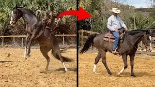 Troubled Horse Transformation Pt. 3