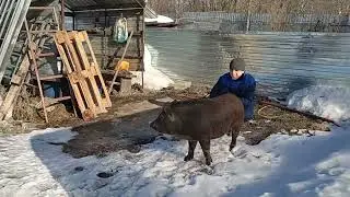 ⛔Без цензуры забой свиньи⛔