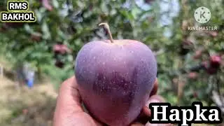 Hapka Apple.. 2022