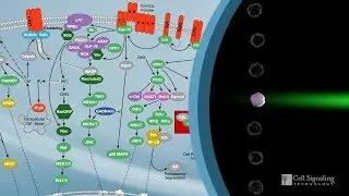How to Characterize Immune Responses With Flow Cytometry