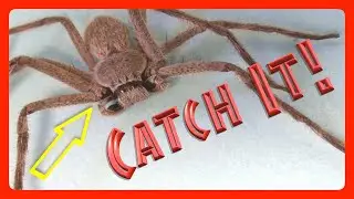 How To Catch & Release Huntsman Spider