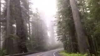 ДОРОГА ЛЕС    Футаж