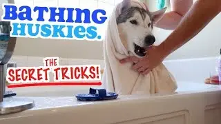 THE SECRET To Bathing A Siberian Husky Dog!