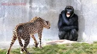 When Animals Messed With The Wrong Opponent - Best of 2024!