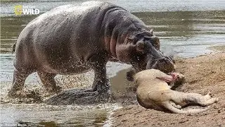 Amazing Hippo Save Impala From Lion Hunting | Animals Hunting Fail