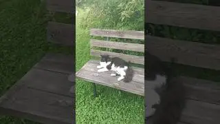 Коты из за большой лавки никогда не ссорятся 