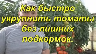Помидоры будут крупными и без лишних подкормок![наглядно!]