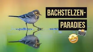 Vogelfotografie - Traumfotos von Bachstelzen an Wasserstelle