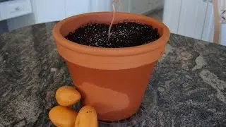 How to Grow a Mango Tree from Seed!