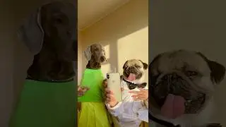 САМОЕ ПЕРВОЕ ВИДЕО ОСКАРА И ДЖОНИ с канала HOOOTDOGS 🔥😅🐶 