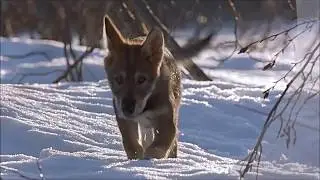 Белый клык