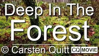 Deep In The Forest - CQ Film HD