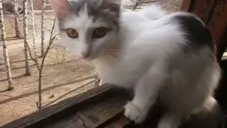 Приют для животных.