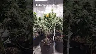 Automatic Watering System 