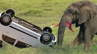 A Wild Elephant Attacked Vehicle On The Forest Road -  The Vehicle Was Severely Damaged