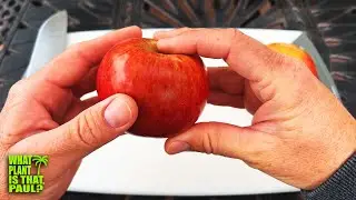 Kiku Apple TASTING and REVIEW / Crisp and Juicy with a Firm Flesh / Japanese for “chrysanthemum”