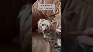 Чарівна кнопочка на шиї собаки: торкаєшся - і собака позіхає! А ваша теж так? 