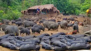 The pig farm grew very quickly, and 4 more pigs began to give birth to piglets