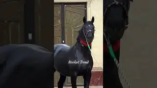 Black horse