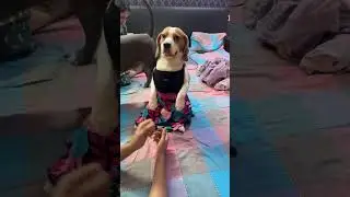 Doodle wearing swimsuits #swim #dog #doglover #beagle #pets #dogvlog #shorts #india
