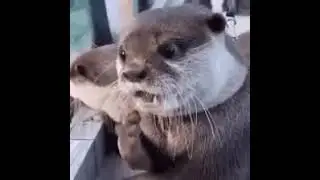 Otter