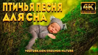 Лучшая Птичья Песня Звучит В Начале Лета, Она Благотворно Повлияет На Сон Вашего Малыша.