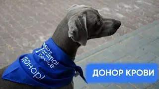 Стать донором просто! Спасайте жизни и получайте бесплатное обследование Вашего питомца!