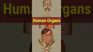 Human body organs #anatomy #shortvideo #3d #neet #ytshorts