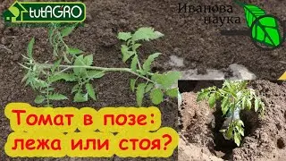 УДОБНАЯ ПОЗА ДЛЯ ТОМАТА. Как заглублять томат: стоя или лежа? Вот как я делаю и всегда с урожаем!