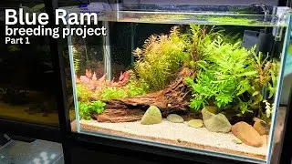 Blue Ram breeding project: Tank Setup & Pair Search