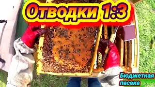 На сколько отводков можно поделить семью? Отводки пчёл для начинающих пчеловодов.