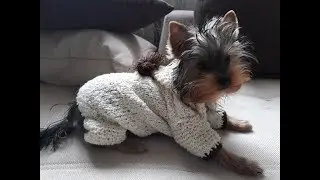 Комбинезон спицами для щенка. Часть 1.