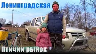 Птичий рынок. Ленинградская. [11.12.2022]