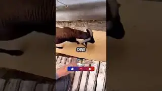 🐐🤦🏻‍♂️ Chivo vs Señor | 