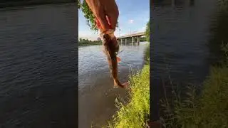 Окунь в большом городе