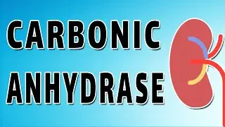 Carbonic Anhydrase and Bicarbonate Reabsorption