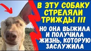 В эту Собаку Стреляли Трижды !!! Но она Выжила и Получила Жизнь, которую заслужила