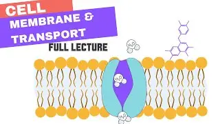 Chapter 7 - Cell Membrane & Transport (Active & Passive Transport, Osmosis, Diffusion, Bulk)