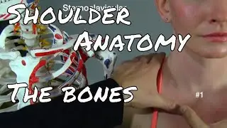 Anatomy of the Shoulder - The Bones - MSR